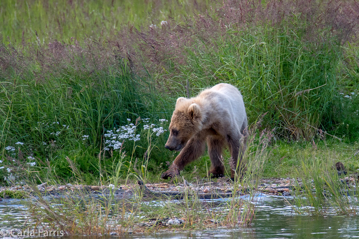 273's cub (aka Velcro)