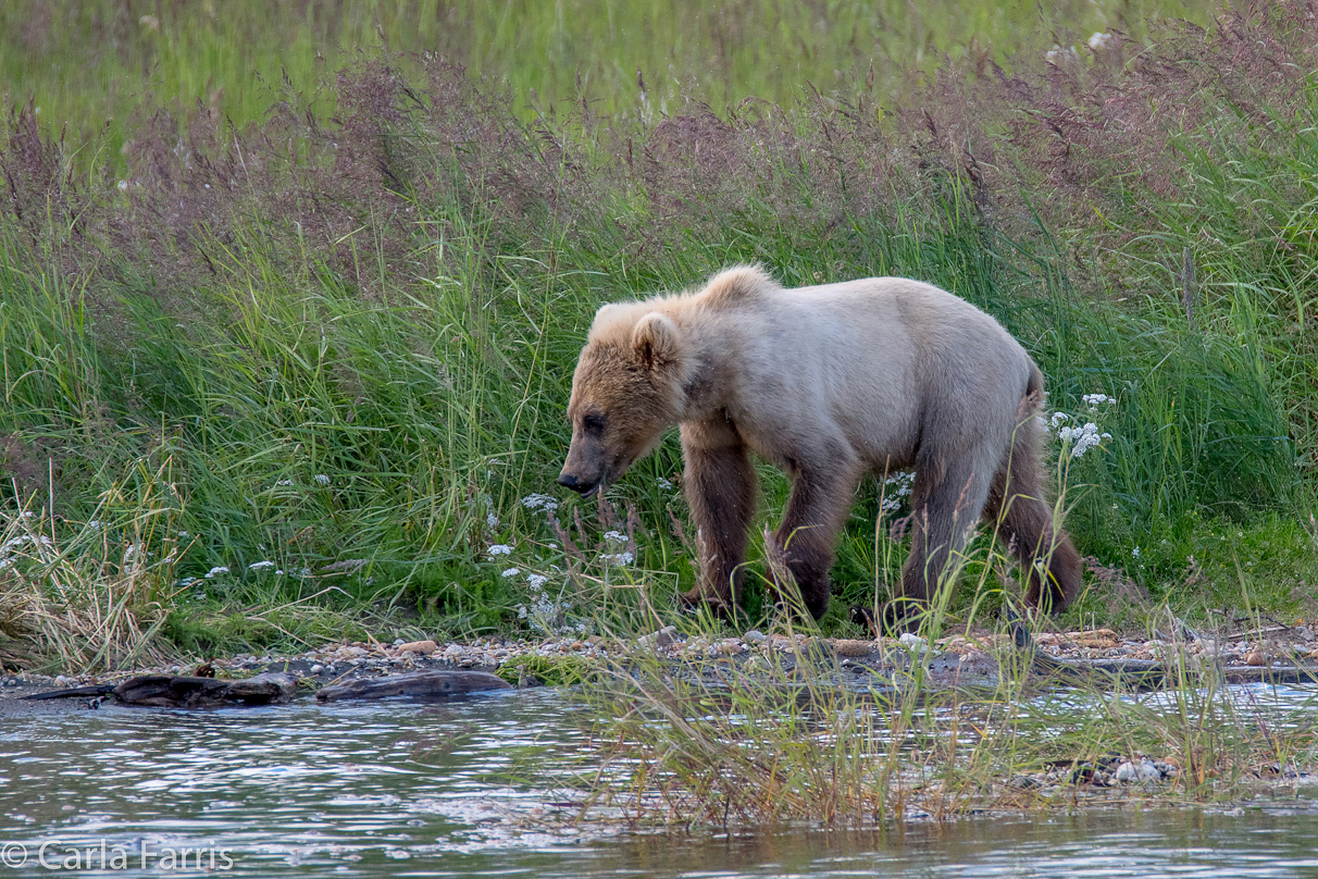 273's cub (aka Velcro)