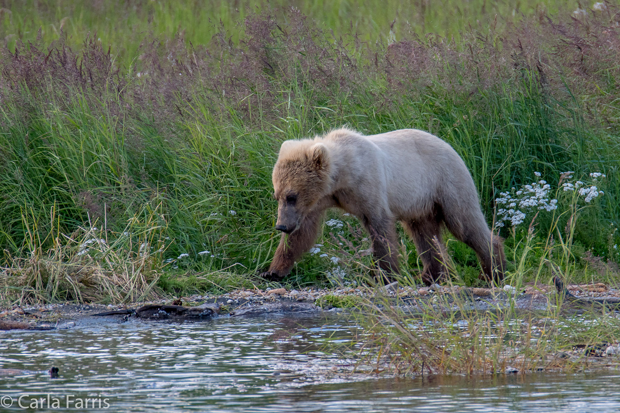 273's cub (aka Velcro)