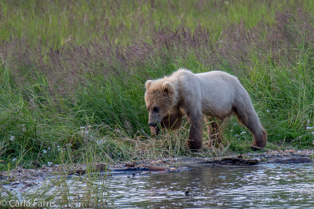 273's cub (aka Velcro)