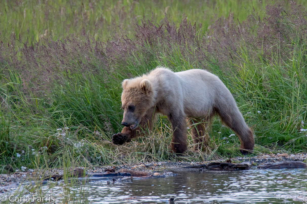 273's cub (aka Velcro)