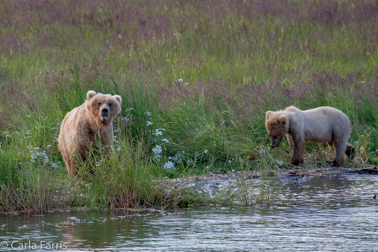 273 & cub (aka Velcro)