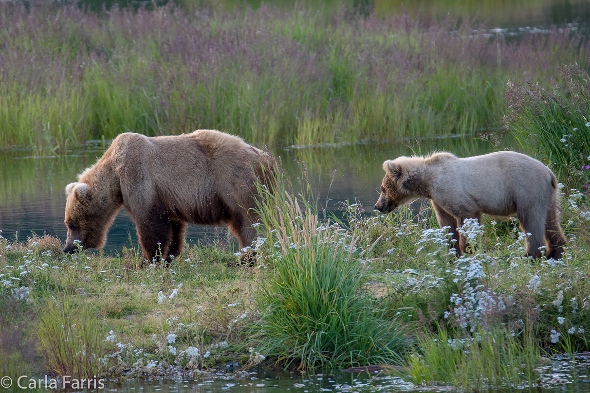 273 & cub (aka Velcro)