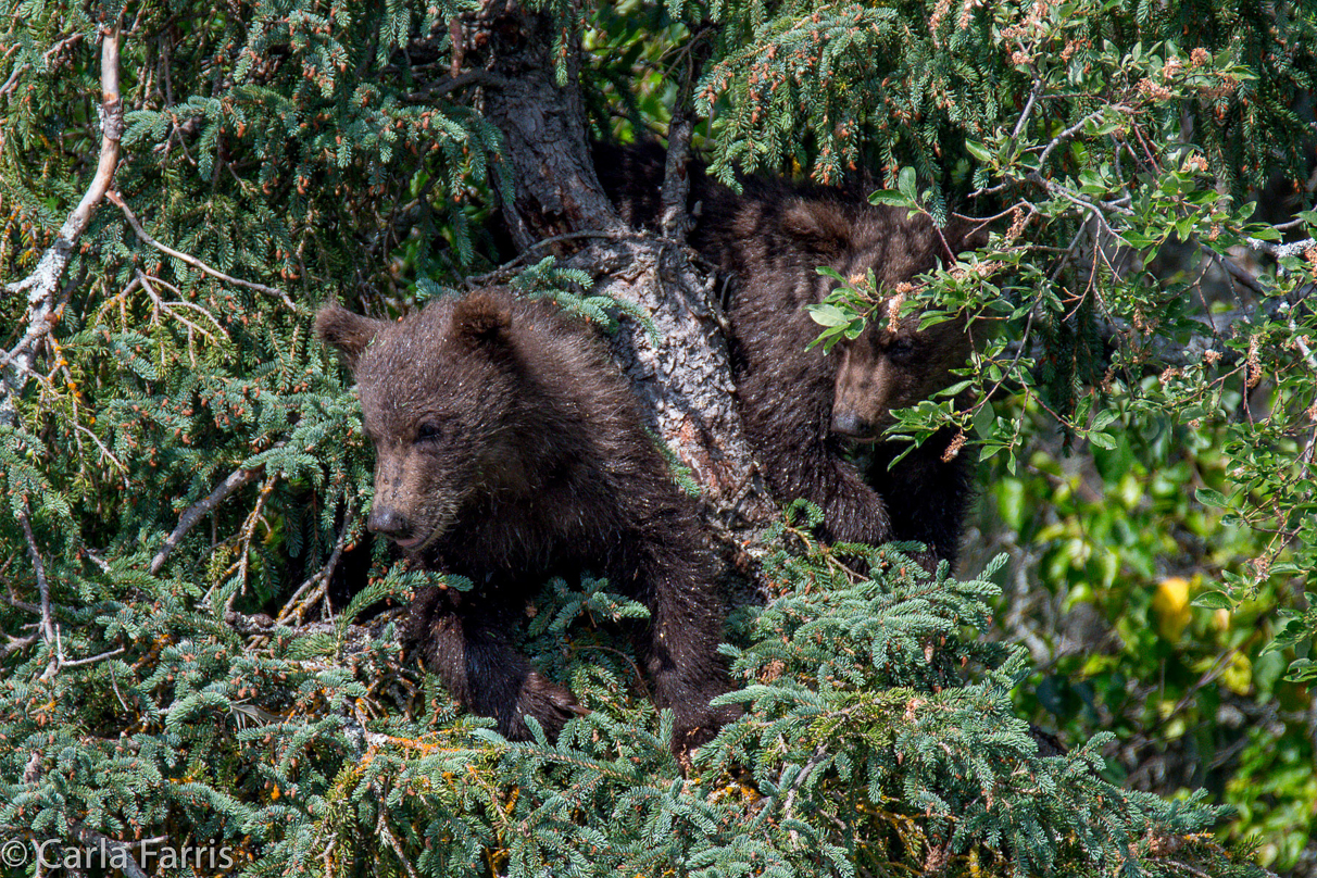 Beadnose's (409) cubs