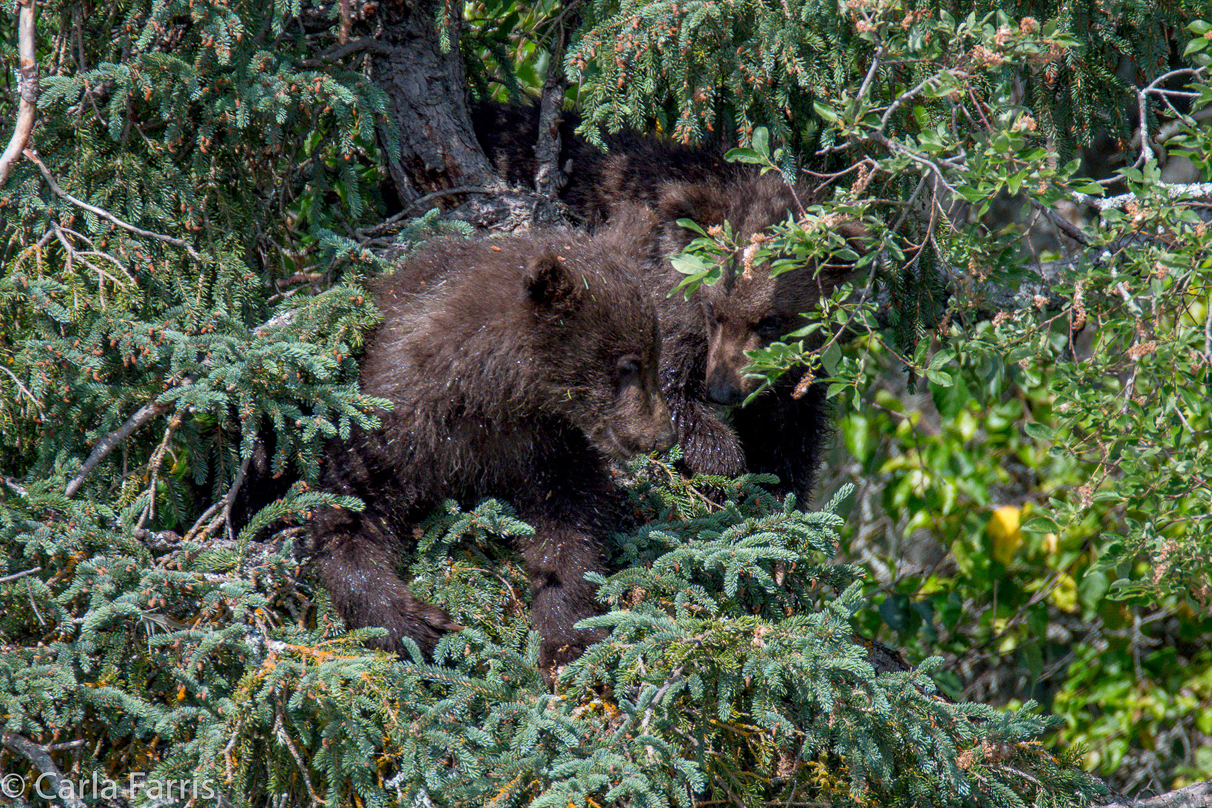 Beadnose's (409) cubs