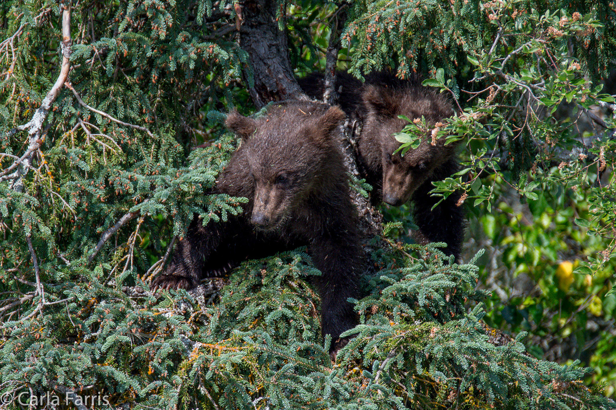 Beadnose's (409) cubs