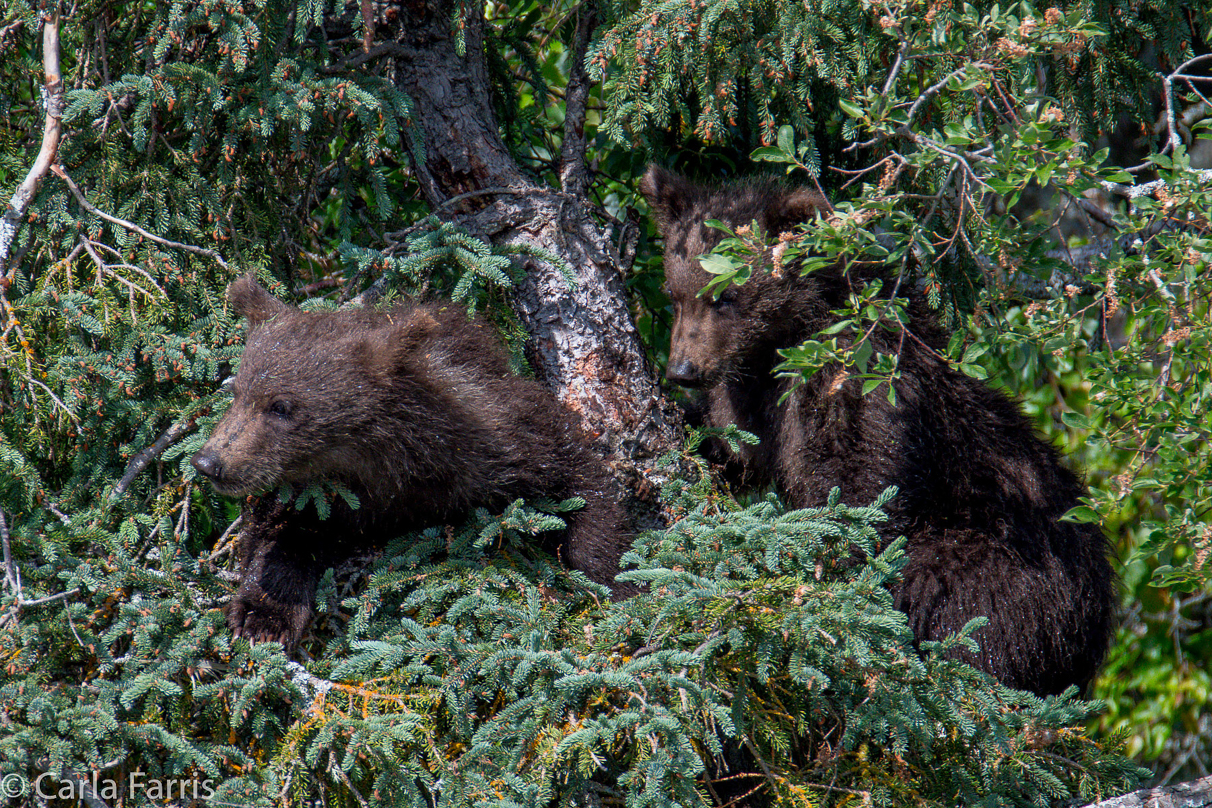 Beadnose's (409) cubs