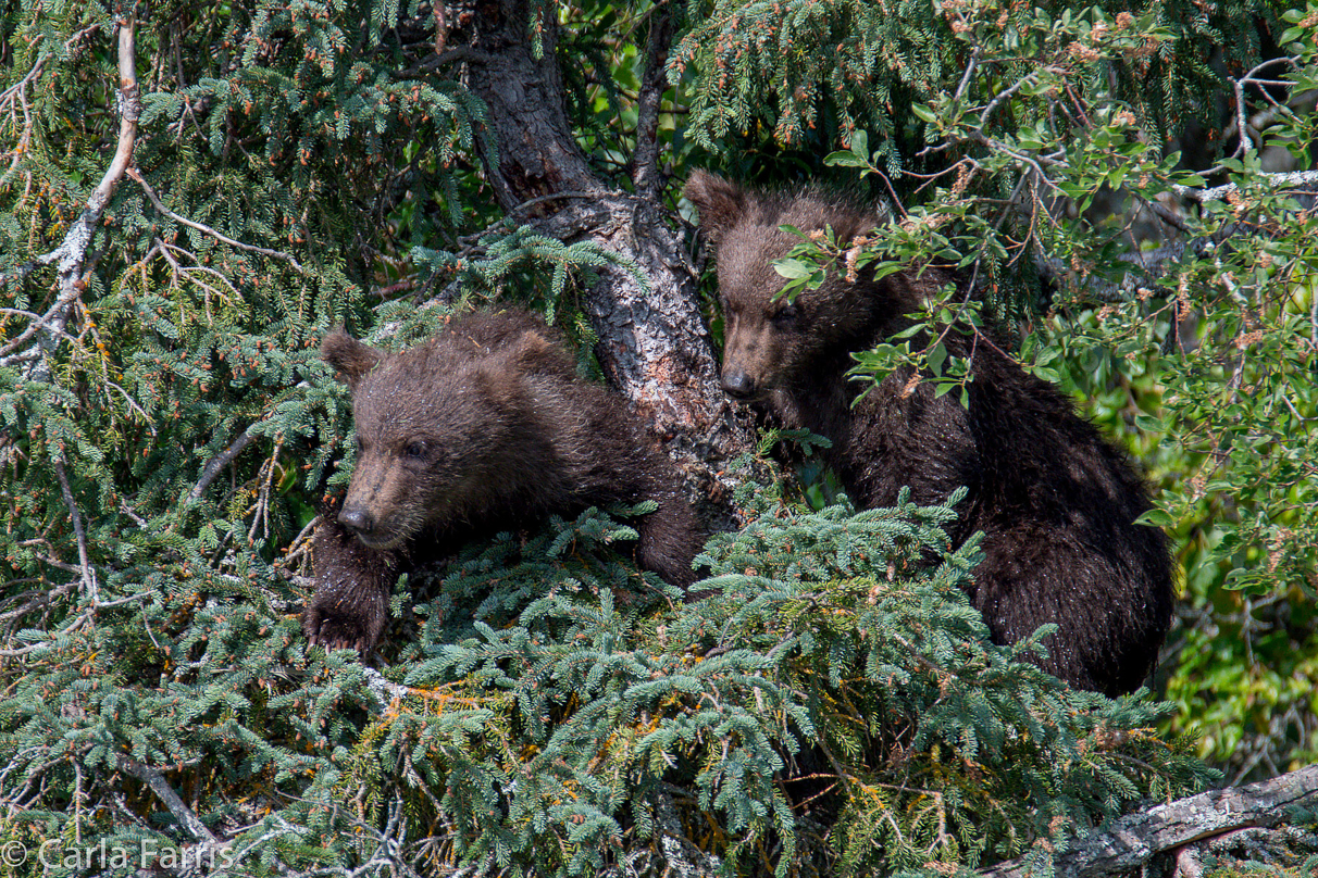 Beadnose's (409) cubs