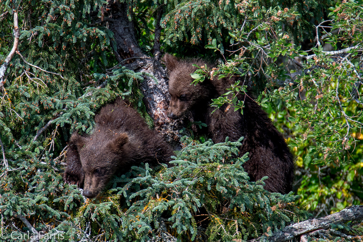 Beadnose's (409) cubs