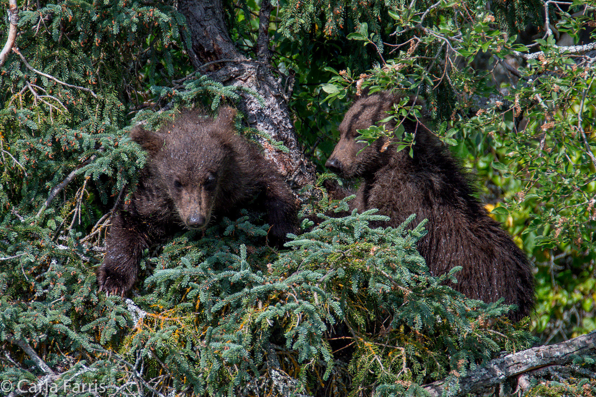 Beadnose's (409) cubs