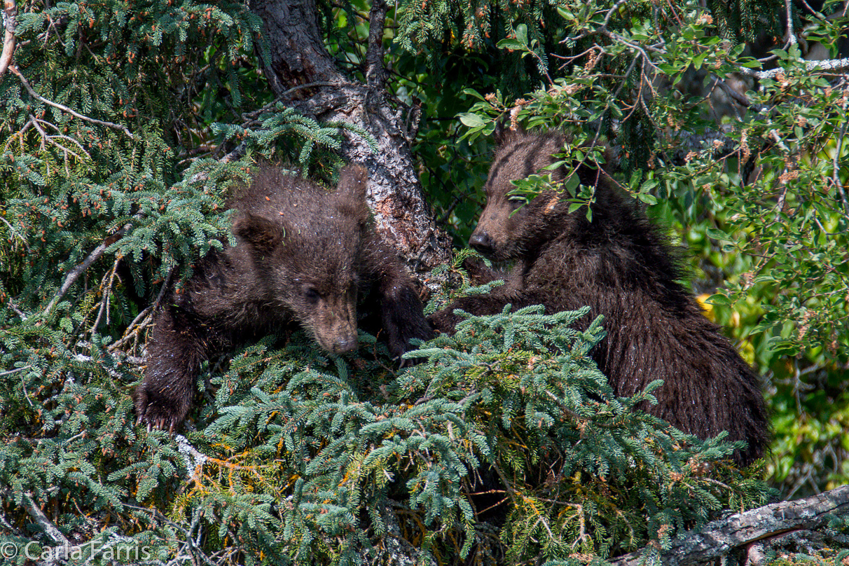 Beadnose's (409) cubs