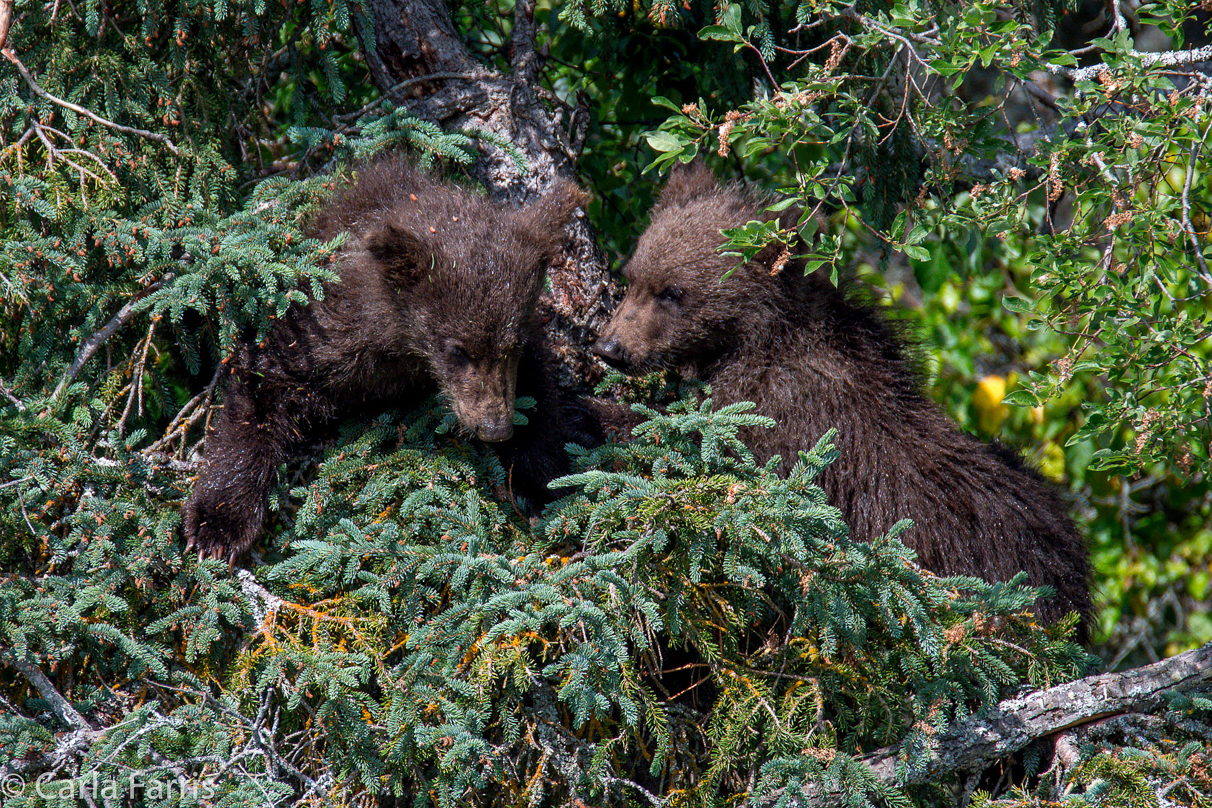 Beadnose's (409) cubs