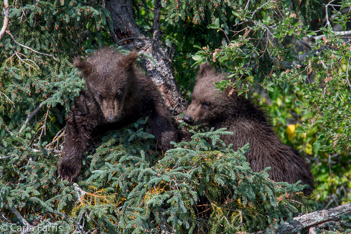 Beadnose's (409) cubs