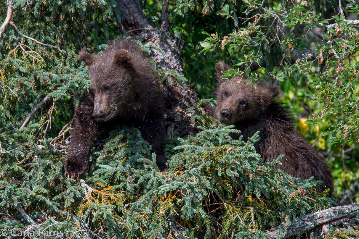 Beadnose's (409) cubs