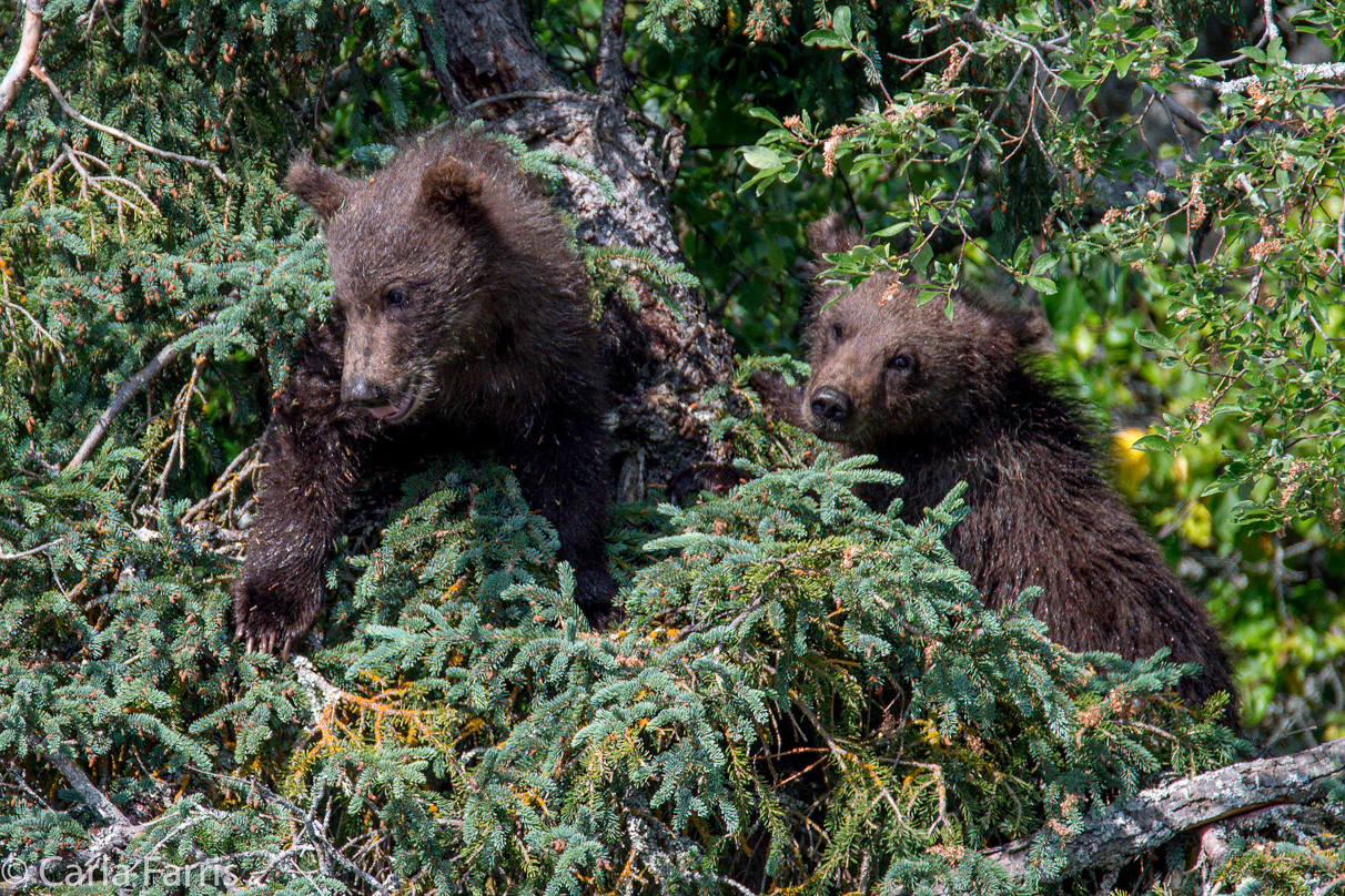 Beadnose's (409) cubs