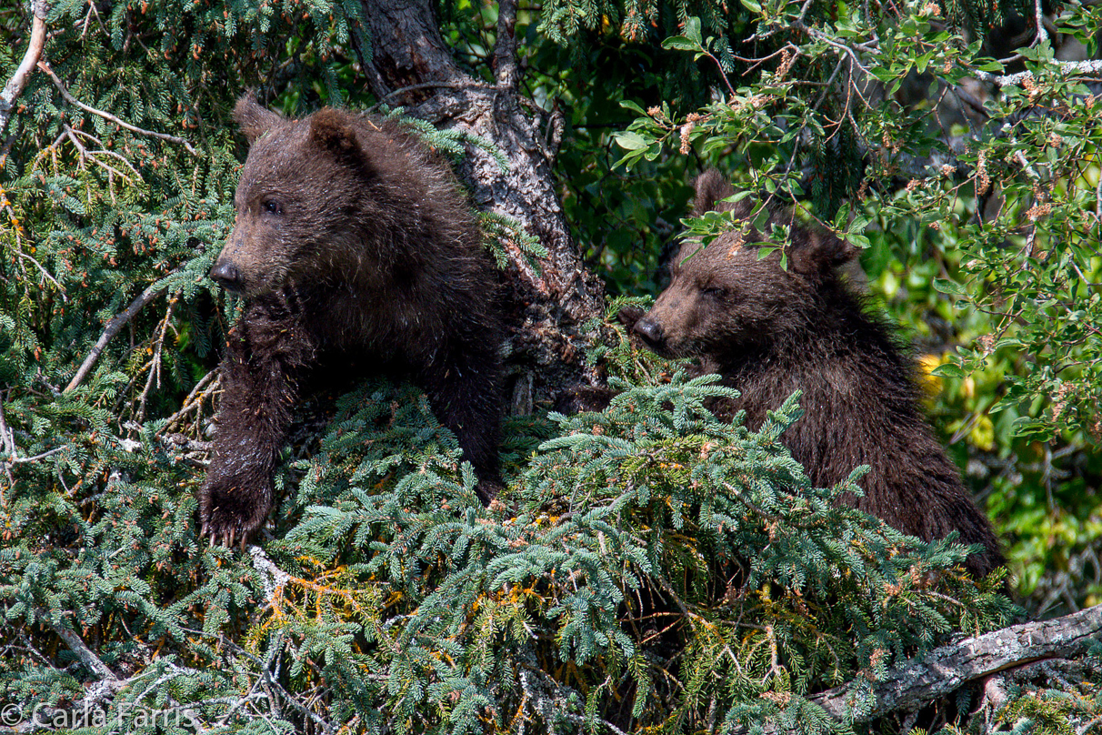 Beadnose's (409) cubs