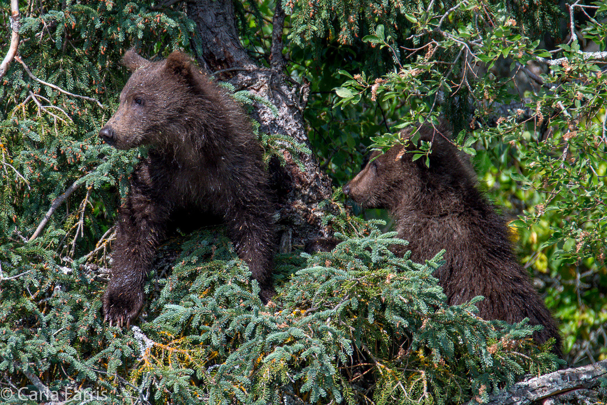 Beadnose's (409) cubs