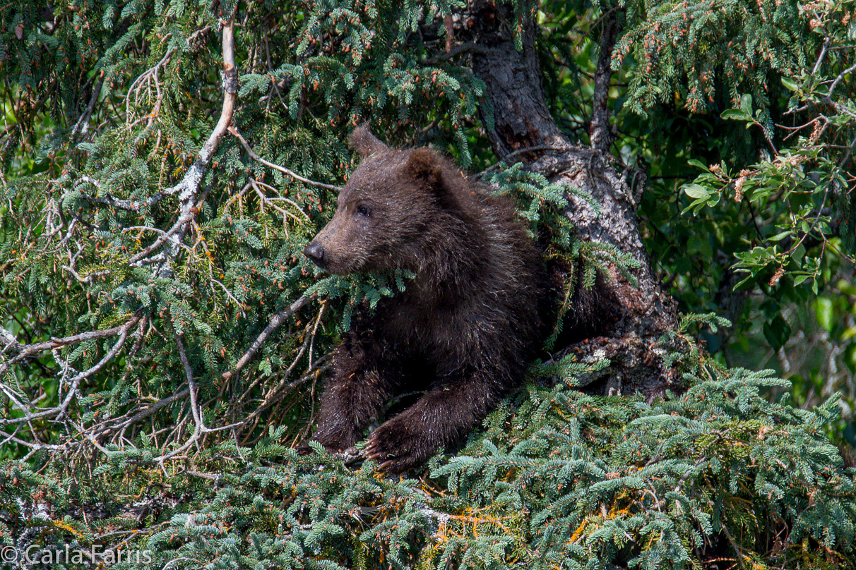 Beadnose's (409) cubs