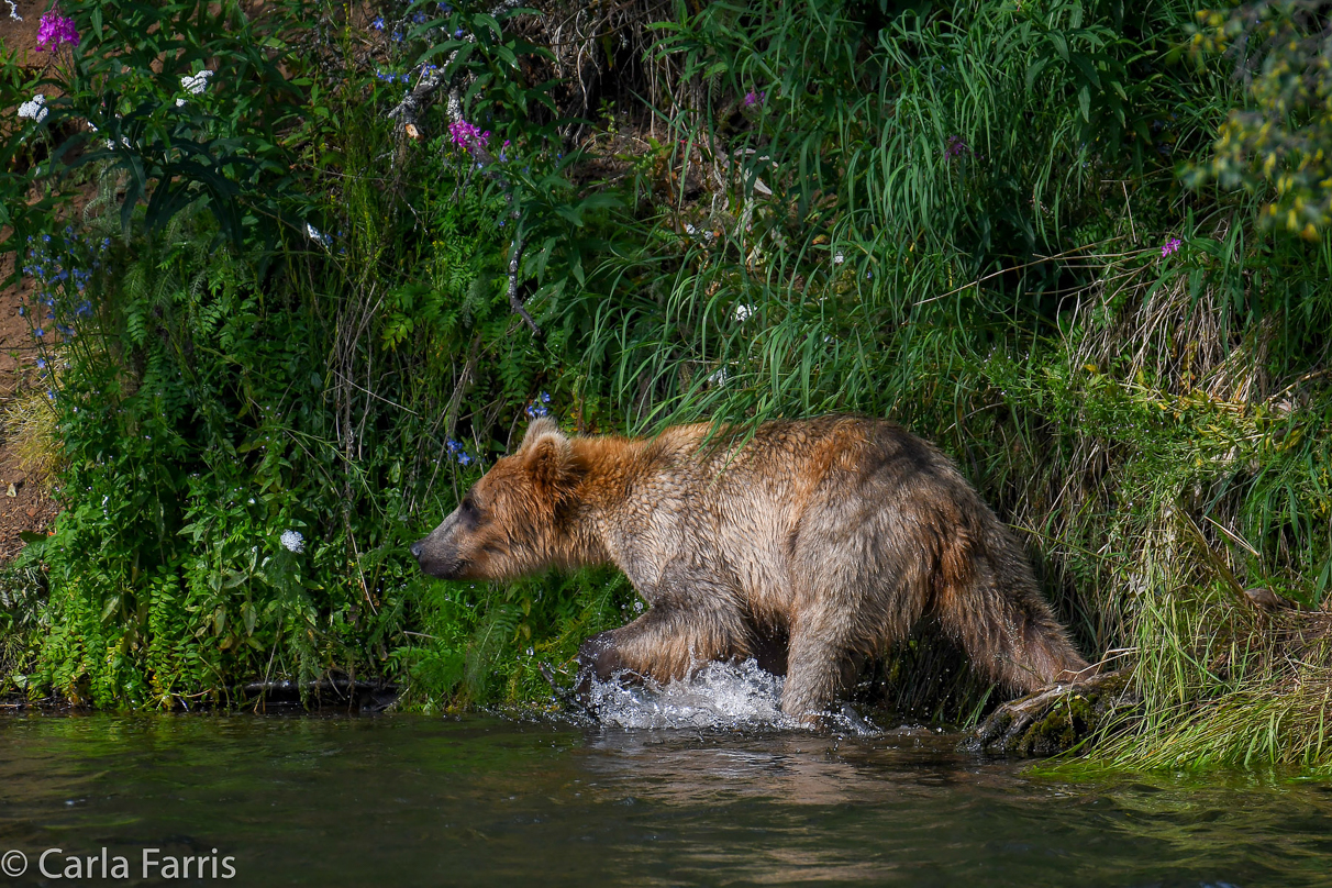 Holly's (435) Bio-cub