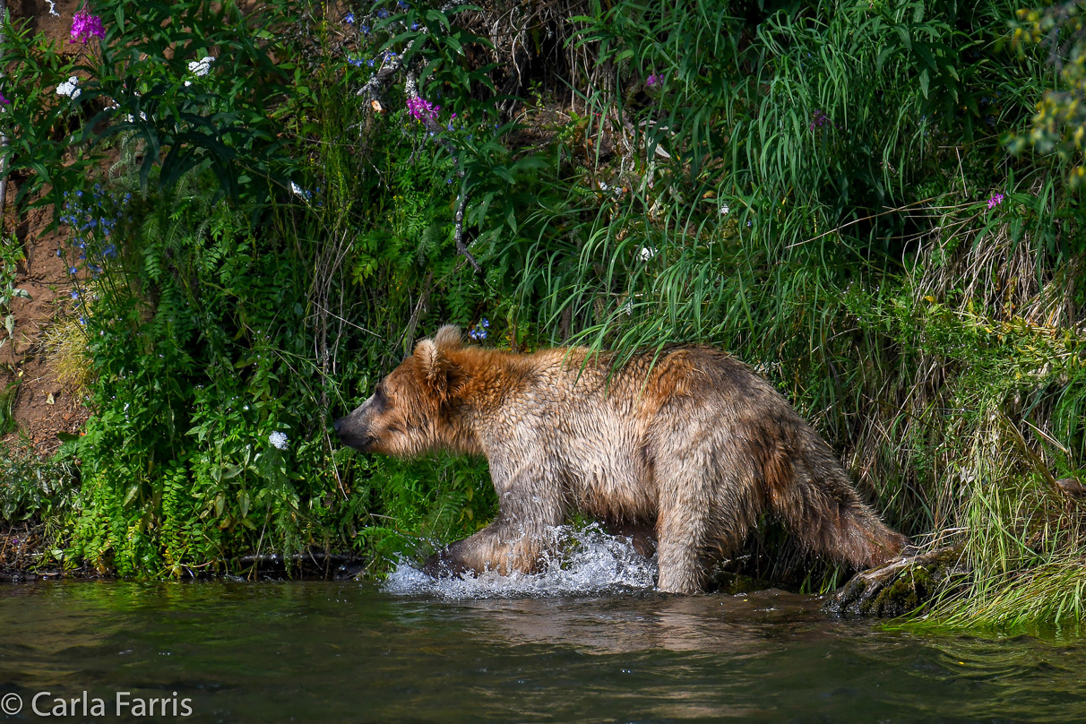 Holly's (435) Bio-cub