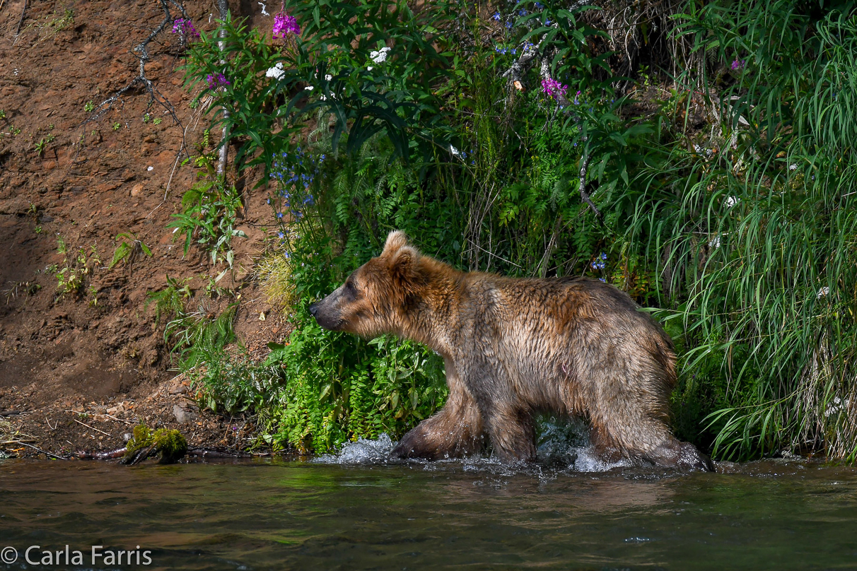 Holly's (435) Bio-cub