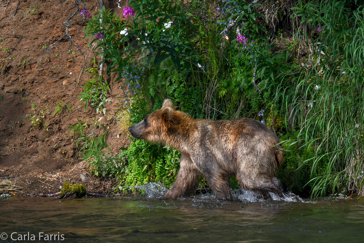 Holly's (435) Bio-cub