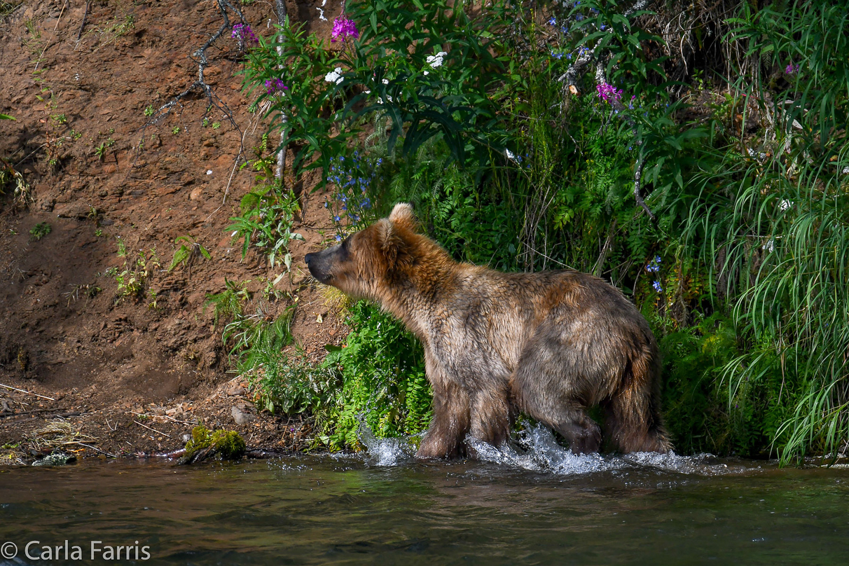 Holly's (435) Bio-cub