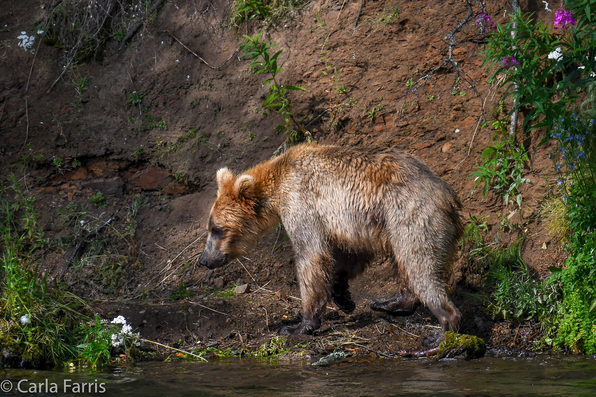 Holly's (435) Bio-cub