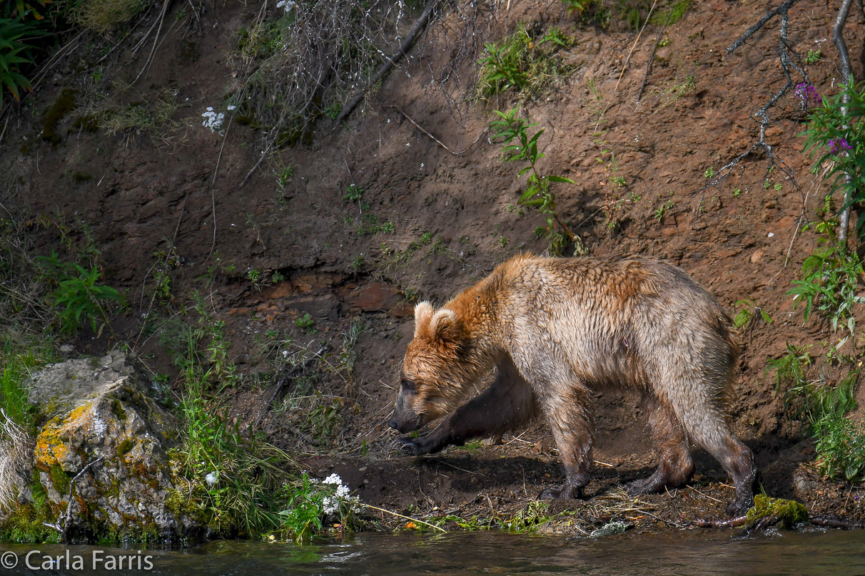 Holly's (435) Bio-cub