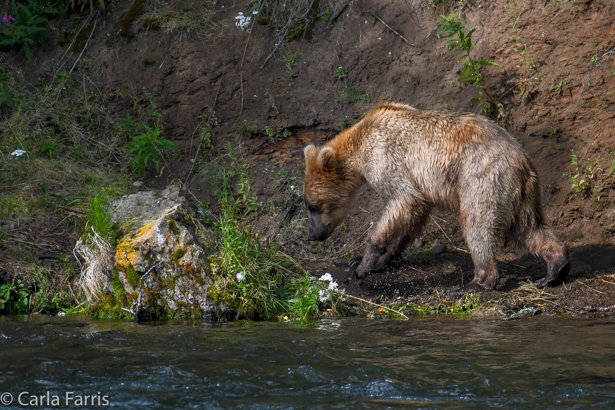 Holly's (435) Bio-cub