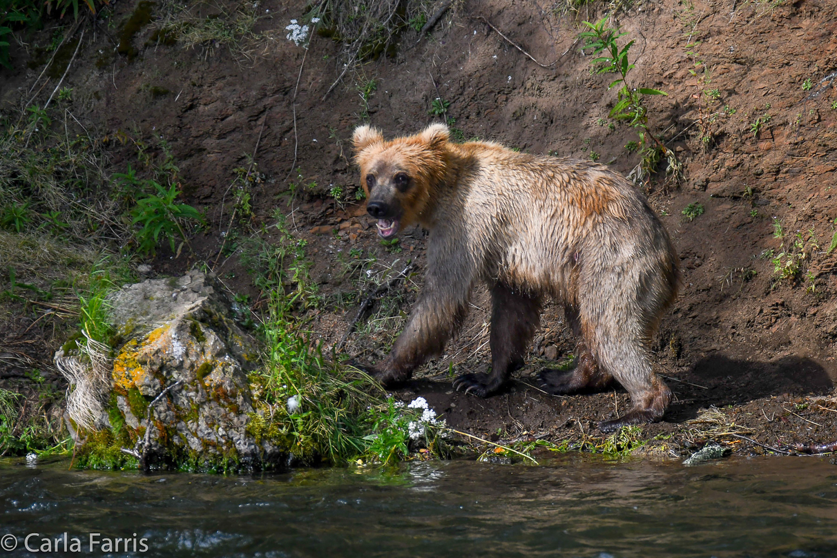 Holly's (435) Bio-cub