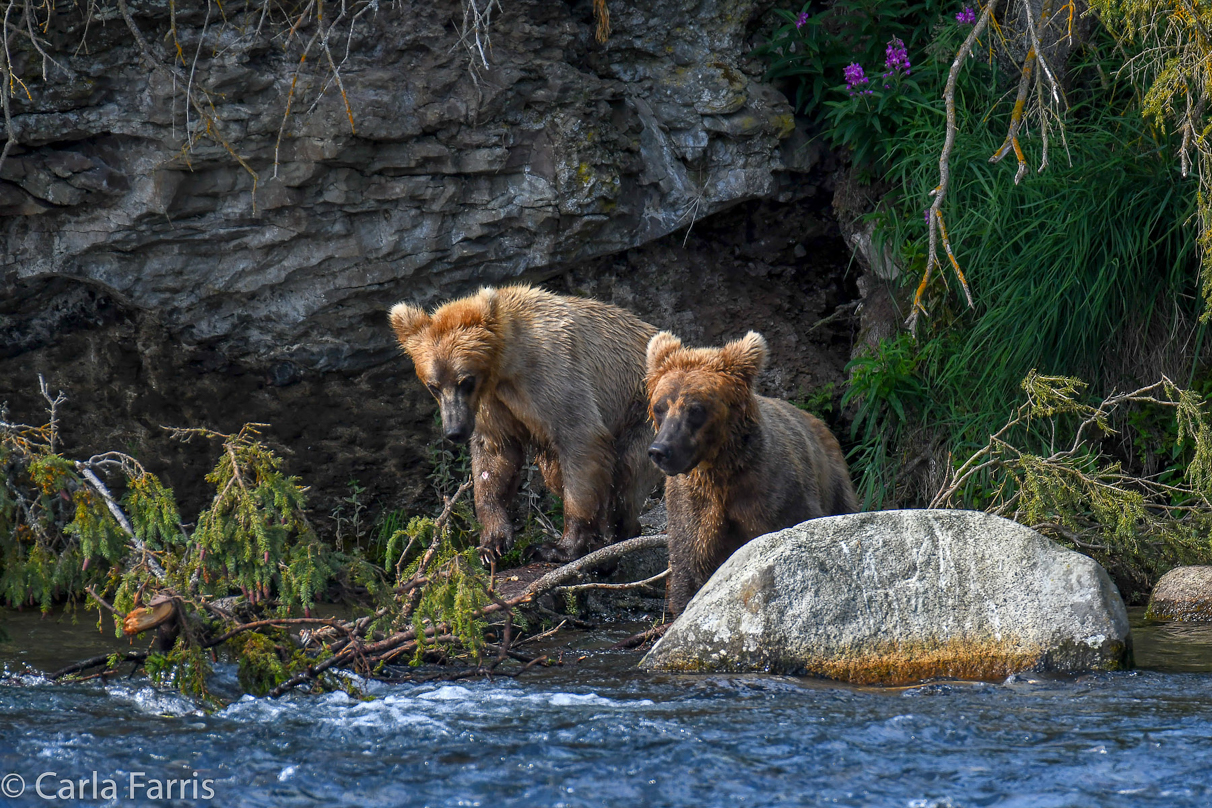 Cubadult (503) & Holly's  (435) bio-cub