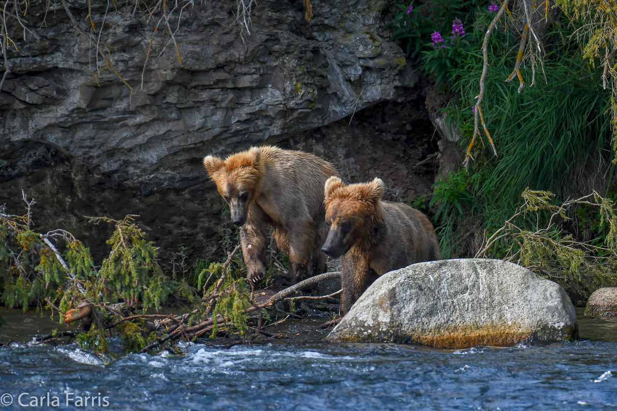 Cubadult (503) & Holly's  (435) bio-cub