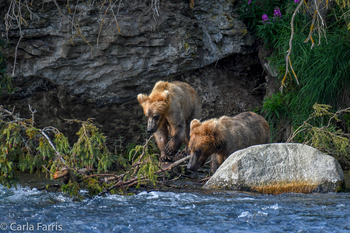 Cubadult (503) & Holly's  (435) bio-cub