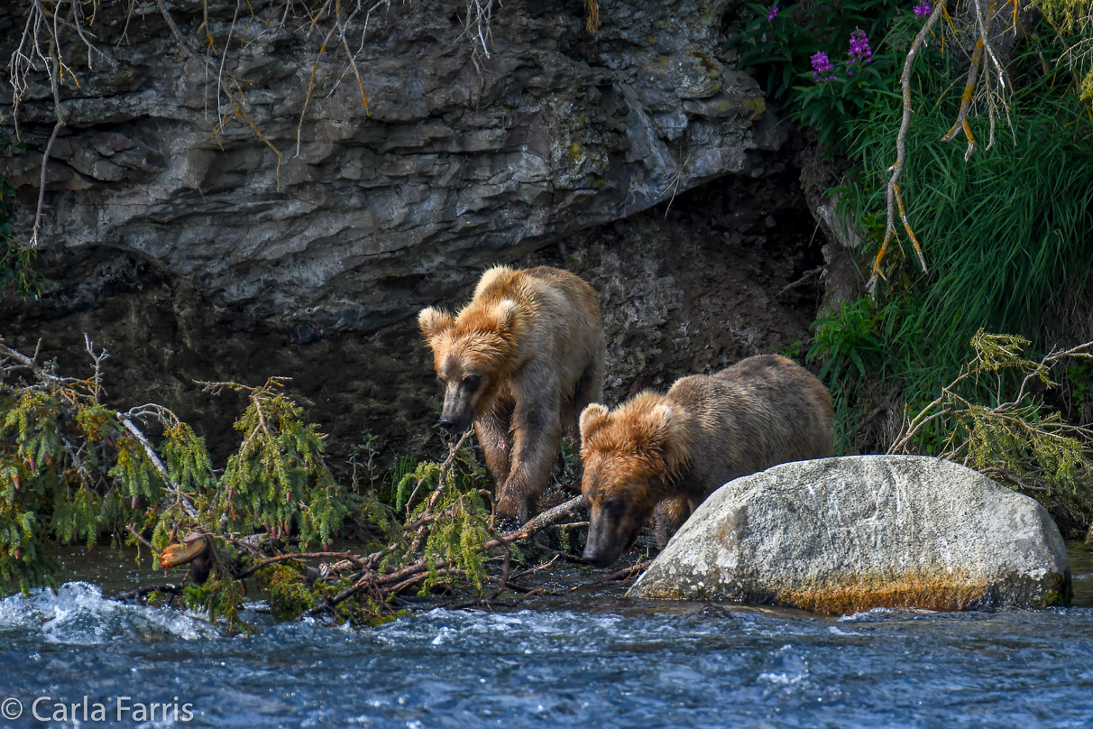 Cubadult (503) & Holly's  (435) bio-cub