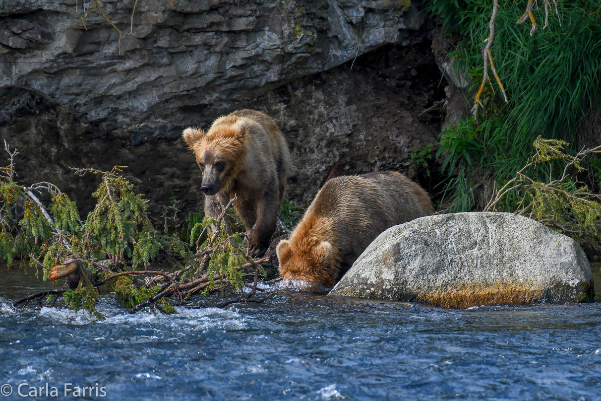 Cubadult (503) & Holly's  (435) bio-cub