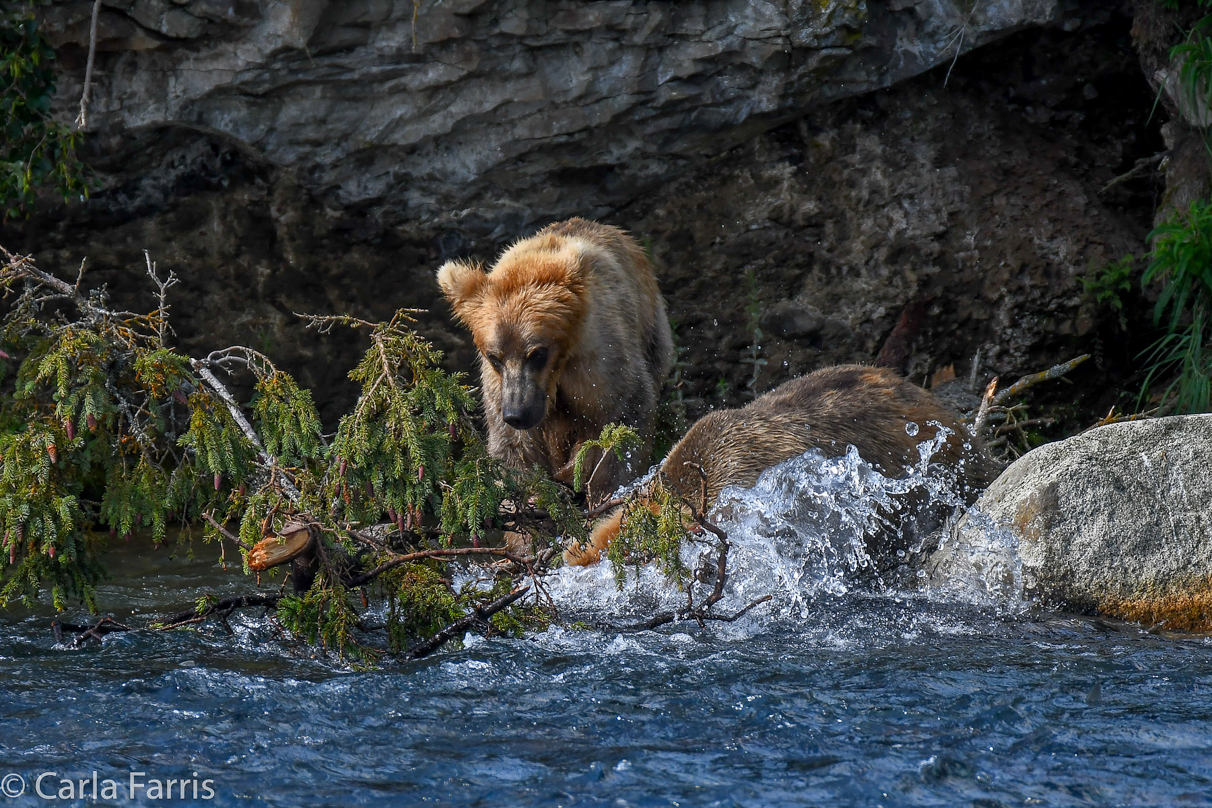 Cubadult (503) & Holly's  (435) bio-cub