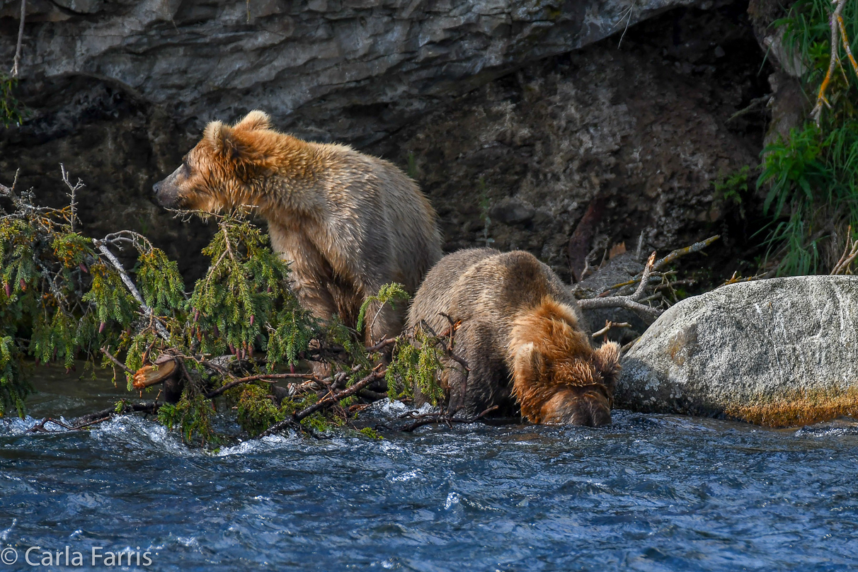 Cubadult (503) & Holly's  (435) bio-cub