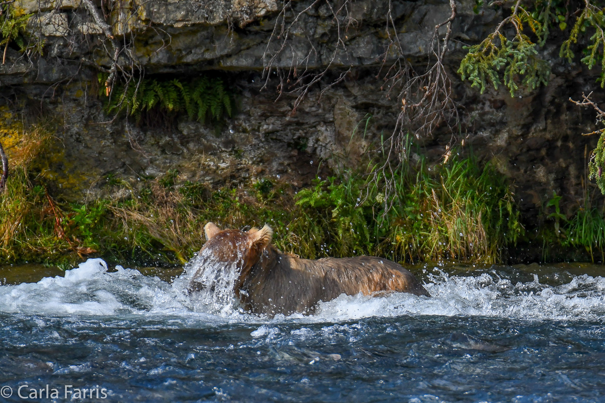 Holly's (435) Bio-cub