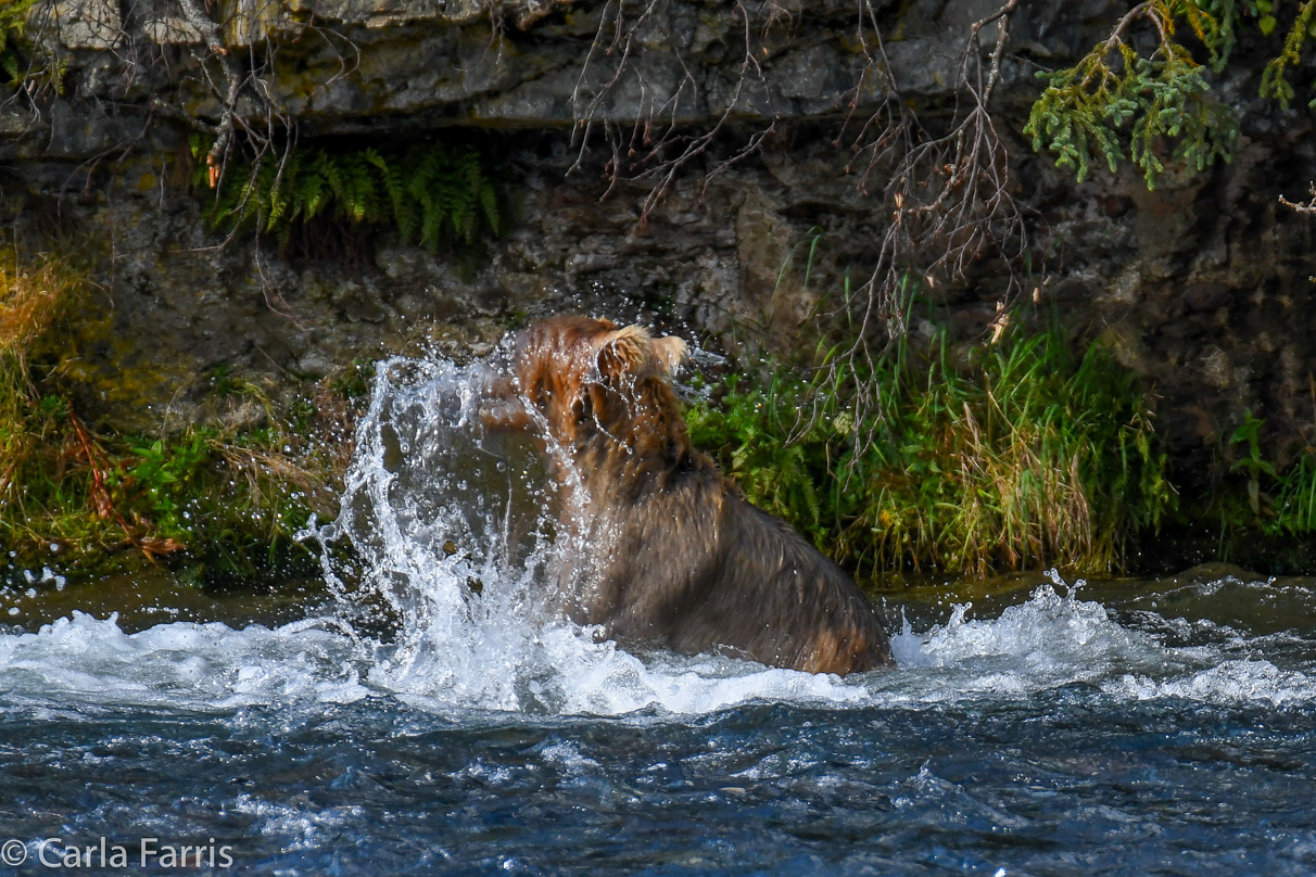 Holly's (435) Bio-cub