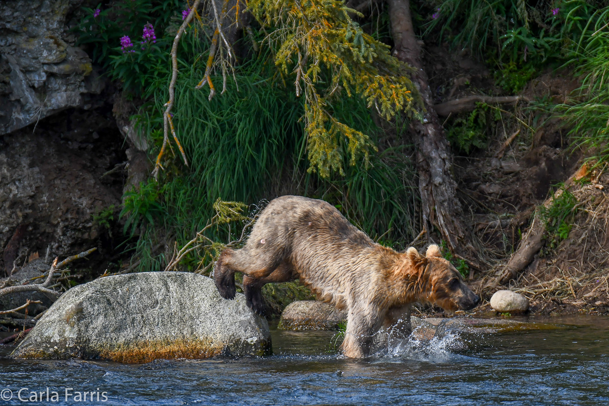 Holly's (435) Bio-cub