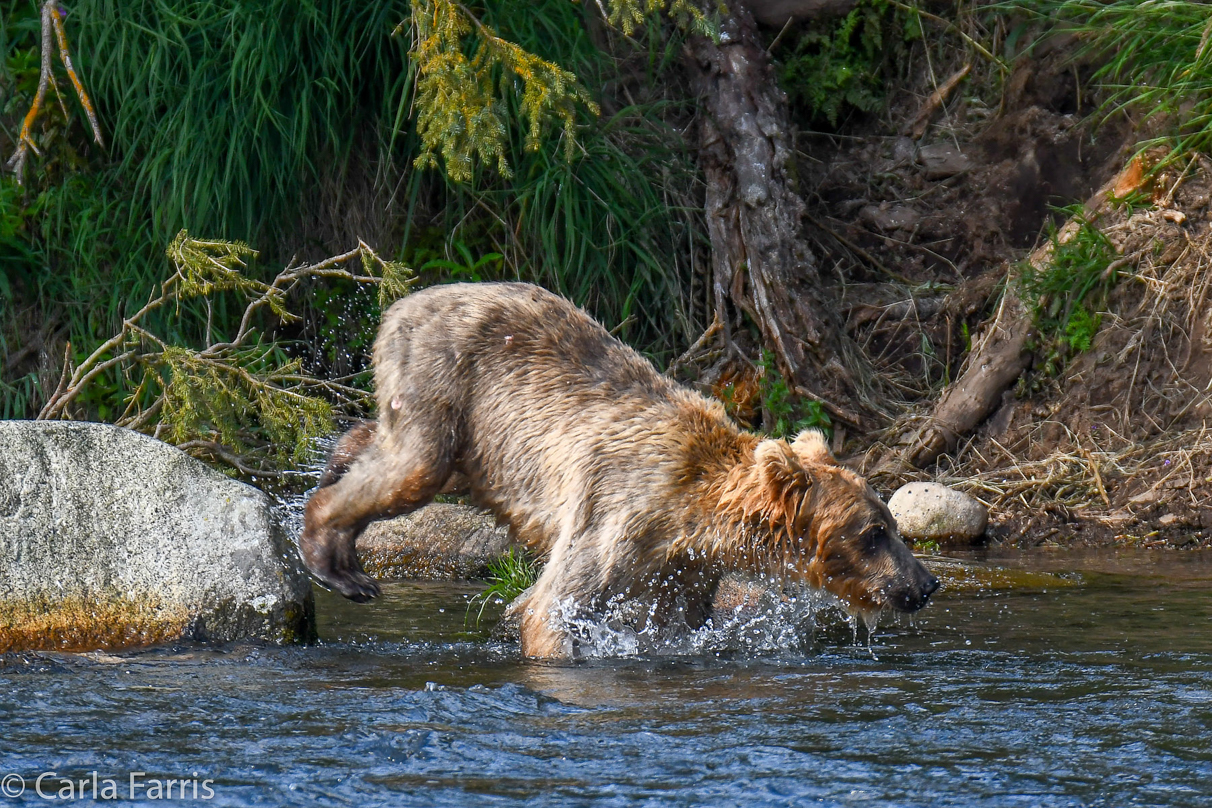 Holly's (435) Bio-cub