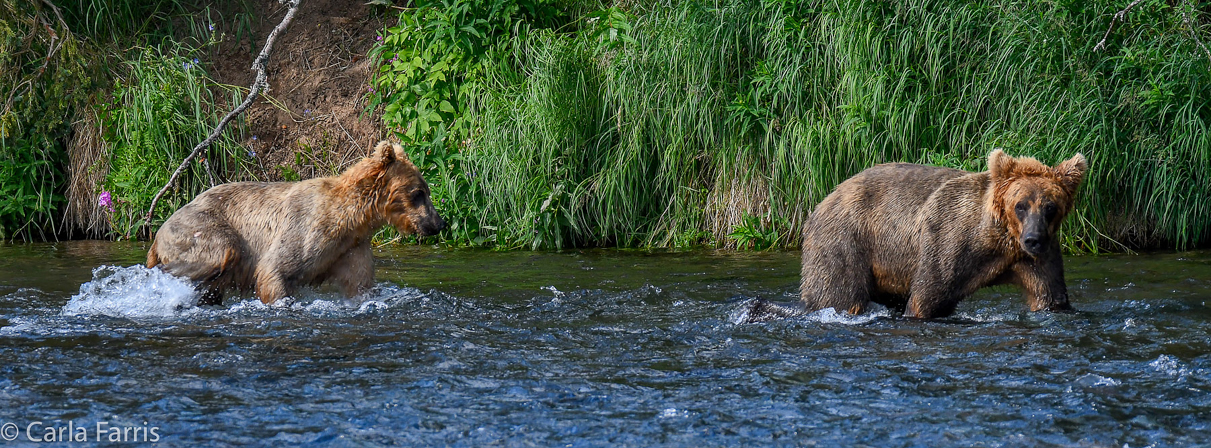 Cubadult (503) & Holly's  (435) bio-cub