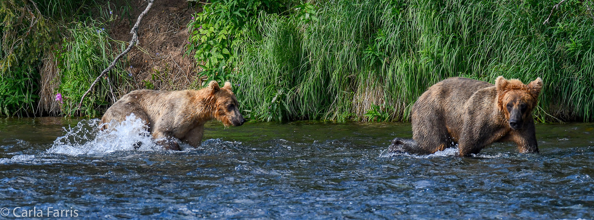 Cubadult (503) & Holly's  (435) bio-cub