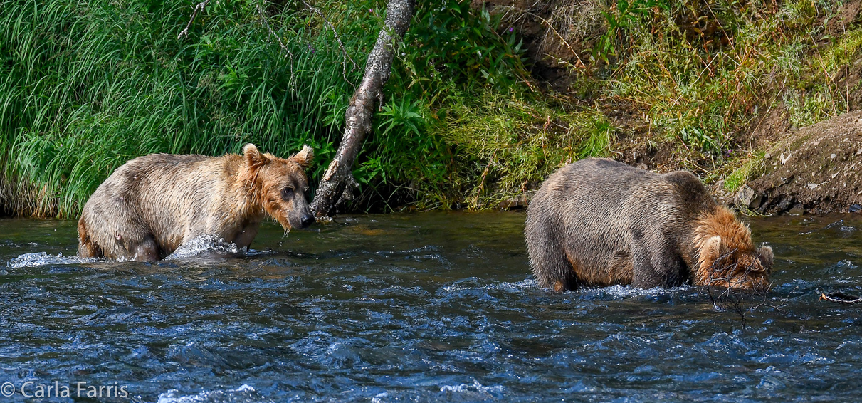 Cubadult (503) & Holly's  (435) bio-cub