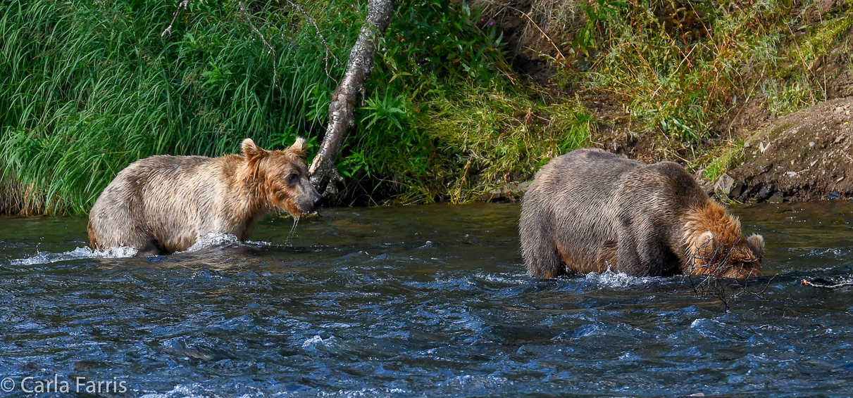 Cubadult (503) & Holly's  (435) bio-cub