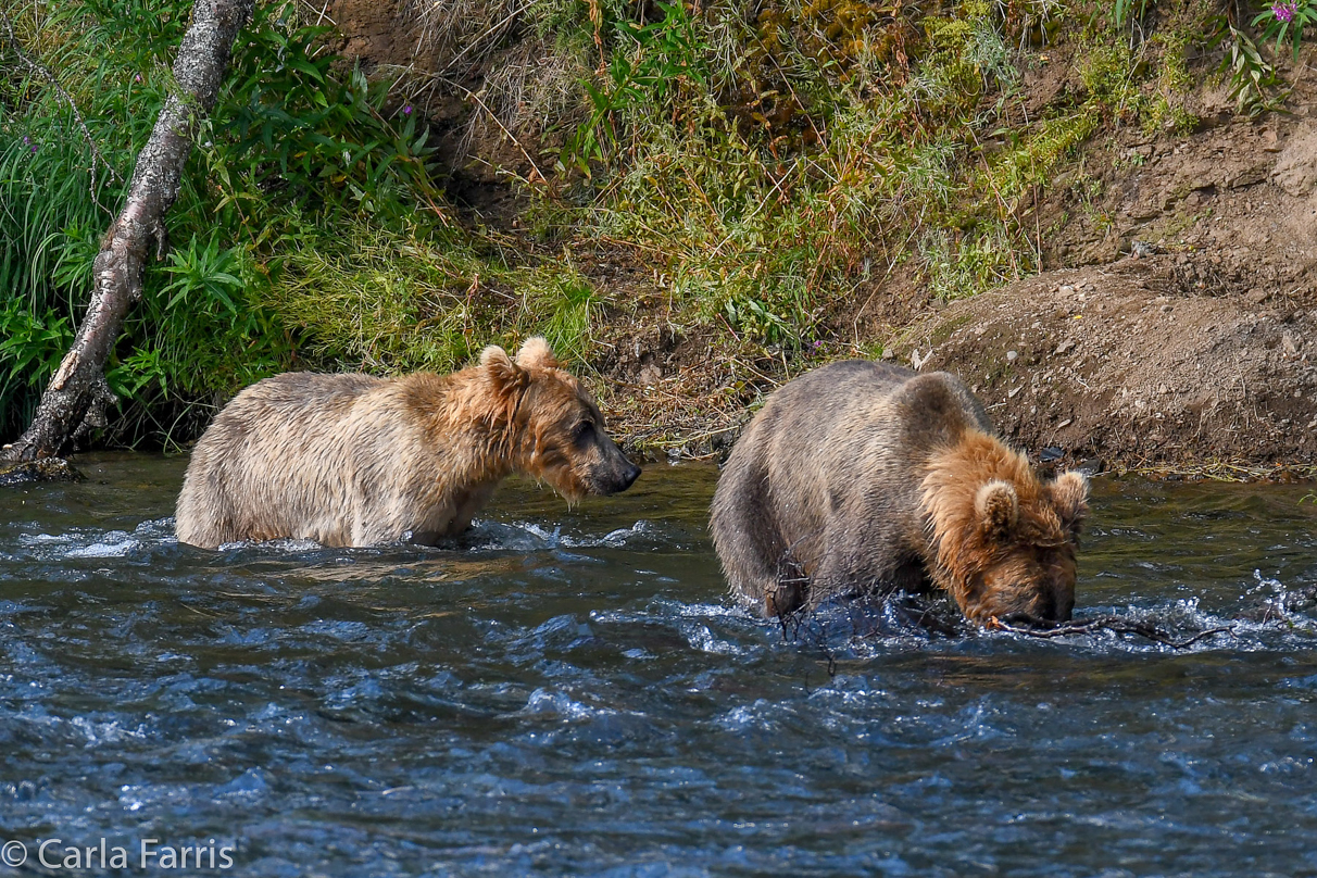 Cubadult (503) & Holly's  (435) bio-cub