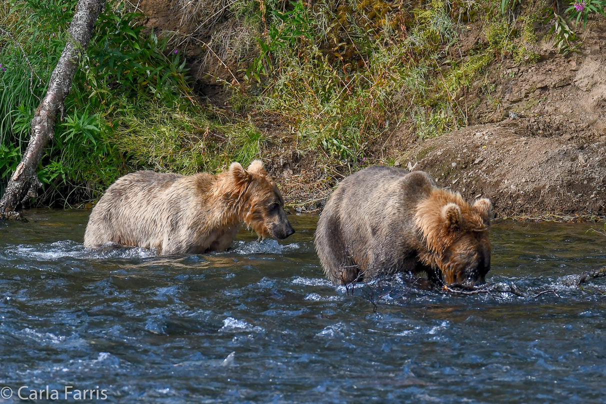 Cubadult (503) & Holly's  (435) bio-cub