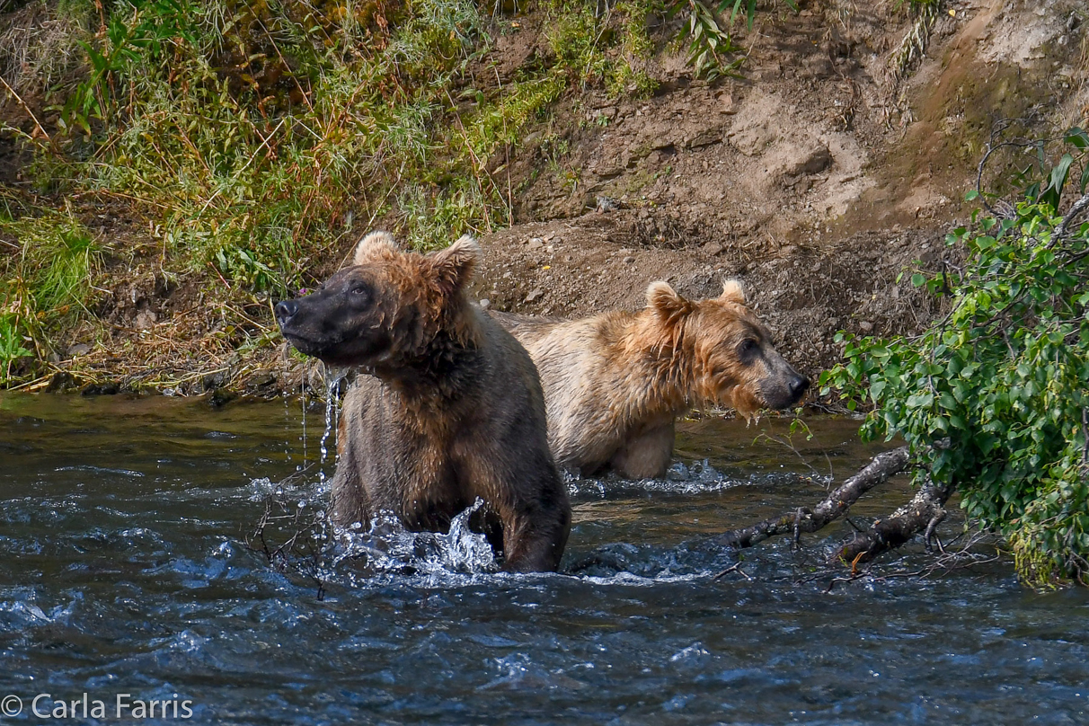 Cubadult (503) & Holly's  (435) bio-cub