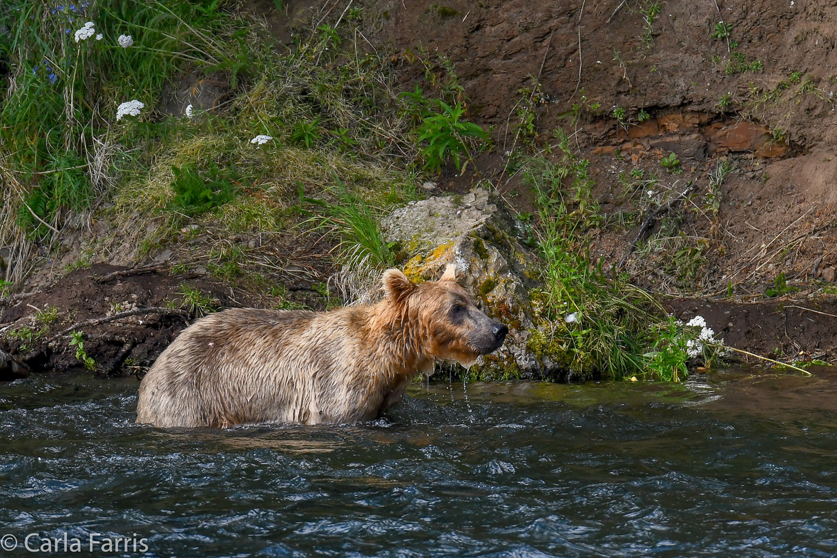 Cubadult (503) & Holly's  (435) bio-cub